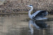 D500 Chanteraine 22-02-23 0732  Photos ACG 2021