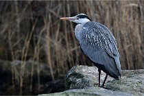 D500 Chanteraine 22-02-23 0736  Photos ACG 2021