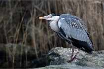 D500 Chanteraine 22-02-23 0737  Photos ACG 2021