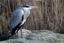 D500 Chanteraine 22-02-23 0740  Photos ACG 2021