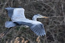 D500 Chanteraine 22-02-23 0748  Photos ACG 2021