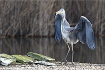 D500 Chanteraine 22-02-23 0749  Photos ACG 2021