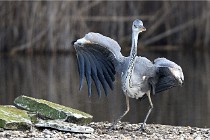 D500 Chanteraine 22-02-23 0751  Photos ACG 2021