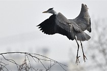 D500 Chanteraine 22-02-23 0756  Photos ACG 2021