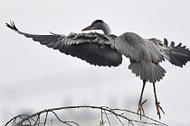 D500 Chanteraine 22-02-23 0757  Photos ACG 2021