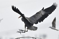 D500 Chanteraine 22-02-23 0758  Photos ACG 2021