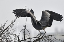 D500 Chanteraine 22-02-23 0759  Photos ACG 2021