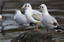 D500 Chanteraine 22-02-23 0772  Photos ACG 2021