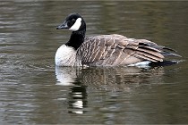 D500 Chanteraine 22-02-23 0829  Photos ACG 2021