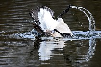 D500 Chanteraine 22-02-23 0836  Photos ACG 2021