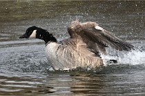 D500 Chanteraine 22-02-23 0867  Photos ACG 2021