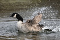 D500 Chanteraine 22-02-23 0869  Photos ACG 2021