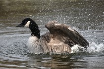 D500 Chanteraine 22-02-23 0870  Photos ACG 2021