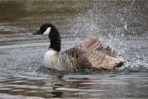 D500 Chanteraine 22-02-23 0871  Photos ACG 2021