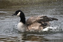 D500 Chanteraine 22-02-23 0872  Photos ACG 2021