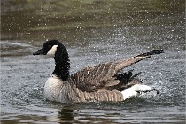 D500 Chanteraine 22-02-23 0873  Photos ACG 2021