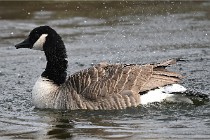 D500 Chanteraine 22-02-23 0875  Photos ACG 2021