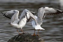 D500 Chanteraine 22-02-23 0898  Photos ACG 2021