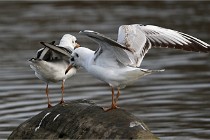 D500 Chanteraine 22-02-23 0899  Photos ACG 2021