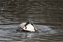 D500 Chanteraine 22-02-23 0927  Photos ACG 2021