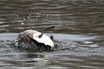 D500 Chanteraine 22-02-23 0929  Photos ACG 2021