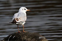 D500 Chanteraine 22-02-23 0965  Photos ACG 2021