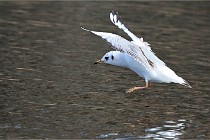 D500 Chanteraine 22-02-23 0974  Photos ACG 2021