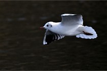 D500 Chanteraine 22-02-23 0981  Photos ACG 2021