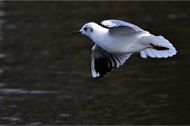 D500 Chanteraine 22-02-23 0982  Photos ACG 2021