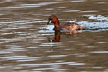 D500 Chanteraine 22-02-23 0991  Photos ACG 2021