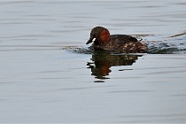 D500 Chanteraine 22-02-23 0997  Photos ACG 2021