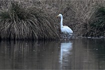 Z9 La Vallière 22-03-01 0125  Photo A CG
