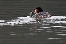 Z9 La Vallière 22-03-01 0172  Photo A CG