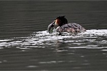 Z9 La Vallière 22-03-01 0174  Photo A CG