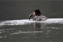 Z9 La Vallière 22-03-01 0179  Photo A CG