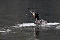 Z9 La Vallière 22-03-01 0185  Photo A CG