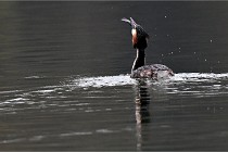 Z9 La Vallière 22-03-01 0186  Photo A CG