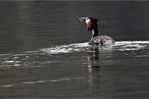 Z9 La Vallière 22-03-01 0189  Photo A CG