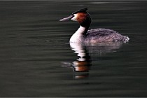 Z9 La Vallière 22-03-01 0272  Photo A CG