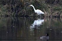 Z9 La Vallière 22-03-01 0335  Photo A CG