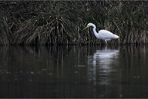 Z9 La Vallière 22-03-01 0363  Photo A CG