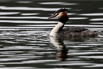 Z9 La Vallière 22-03-01 0487  Photo A CG