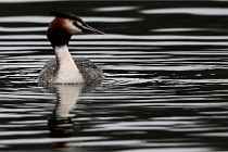 Z9 La Vallière 22-03-01 0489  Photo A CG