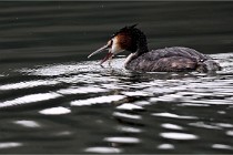 Z9 La Vallière 22-03-01 0526  Photo A CG