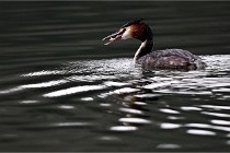 Z9 La Vallière 22-03-01 0527  Photo A CG