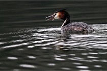 Z9 La Vallière 22-03-01 0530  Photo A CG