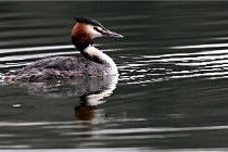 Z9 La Vallière 22-03-01 0546  Photo A CG