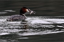 Z9 La Vallière 22-03-01 0553  Photo A CG