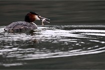 Z9 La Vallière 22-03-01 0555  Photo A CG