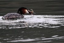 Z9 La Vallière 22-03-01 0559  Photo A CG